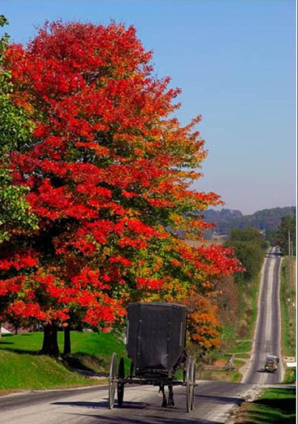 Canvas - Picture Frame - Wall Art - Wooden Frame - Framed Antique Print - Amish Handmade - Farmhouse Decor - Housewarming Gift -Choose Color